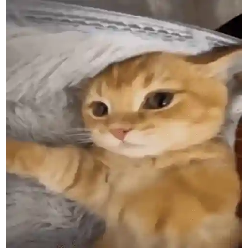 Figurinha: Gatinho Amarelo Sonolento