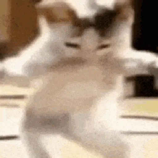 Figurinha: Gatinho dançando