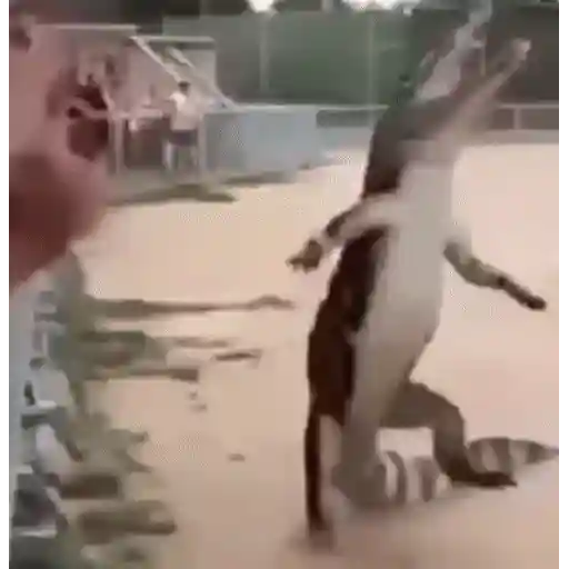 Figurinha: Jacaré Dançando
