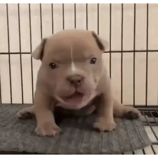 Figurinha: Filhote Pitbull Engraçado