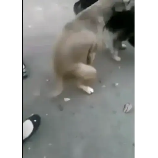 Figurinha: Cachorrinho curioso