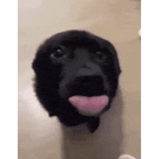 Figurinha: Cachorrinho fofo fazendo careta