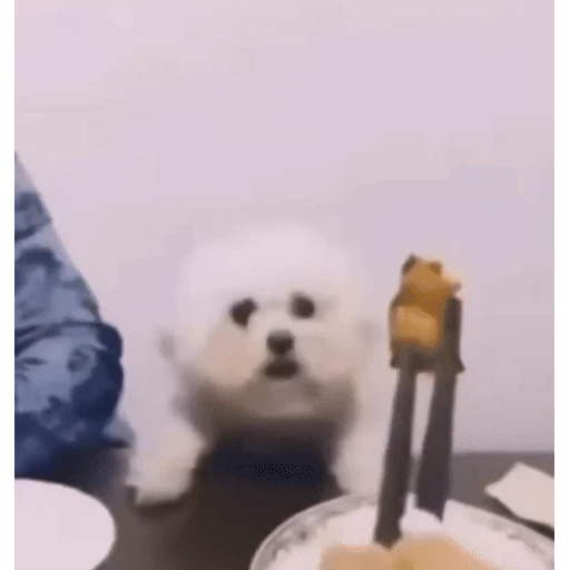 Figurinha: Cachorrinho pedindo comida