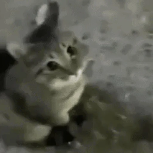 Figurinha: Gato com som de estática
