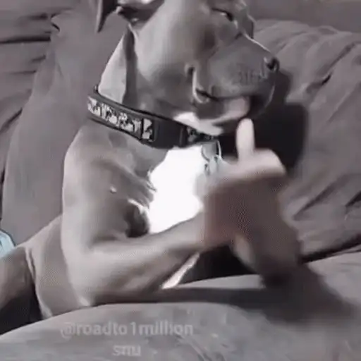 Figurinha: Cachorro batendo palmas