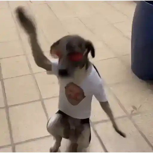 Figurinha: Cachorro dançando com óculos