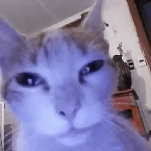 Figurinha: Gato com olhar julgador