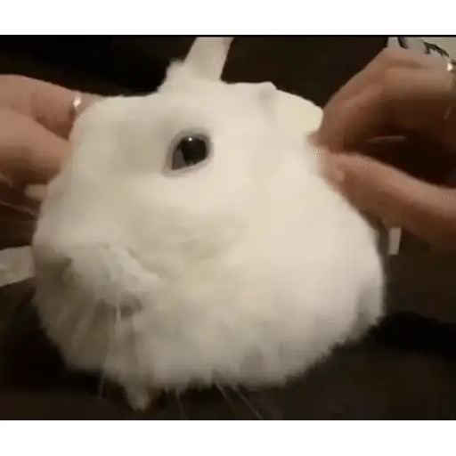 Figurinha: Coelhinho fofinho