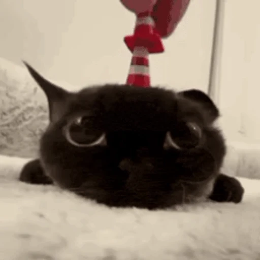 Figurinha: Gatinho com Cone