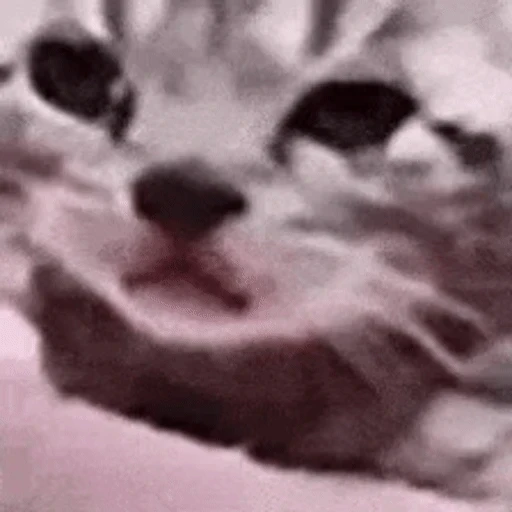 Figurinha: Gatinho Confuso