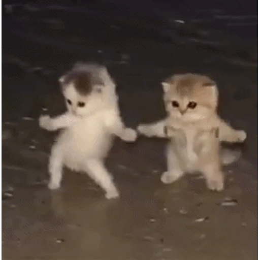 Figurinha: Gatinhos dançantes