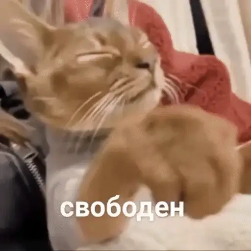 Figurinha: Gato Meme Svoboden