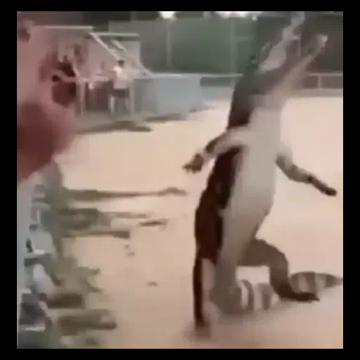 Figurinha: Jacaré dançando