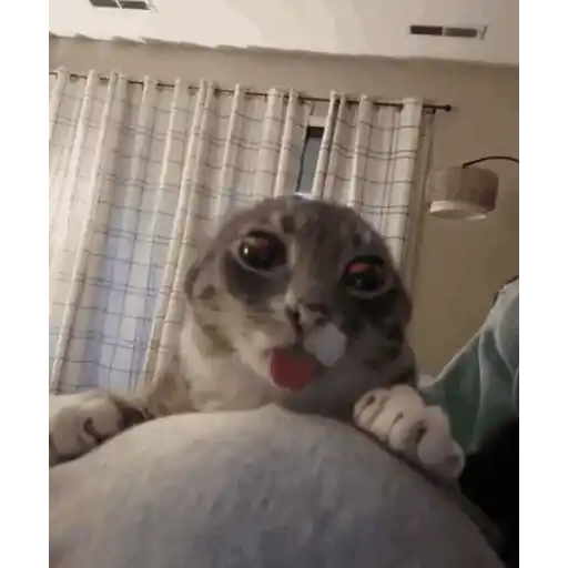 Figurinha: Gatinho Engraçado com Olhos Grandes