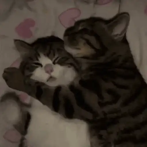 Figurinha: Gatinhos se abraçando