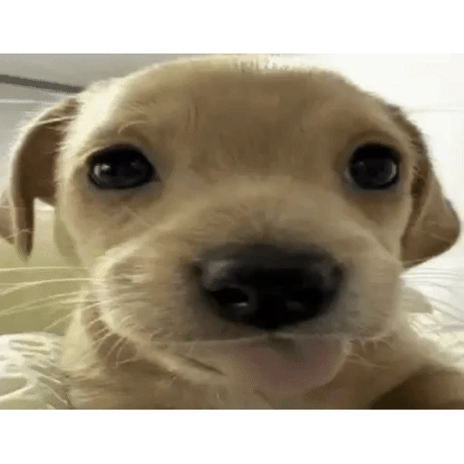 Figurinha: Cachorrinho fofo