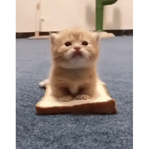 Figurinha: Gatinho Sanduíche