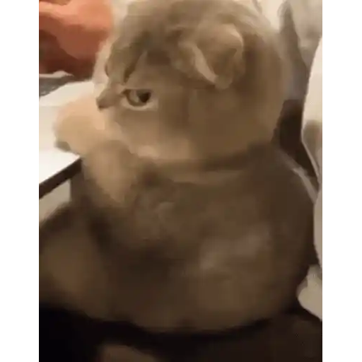 Figurinha: Gatinho programador
