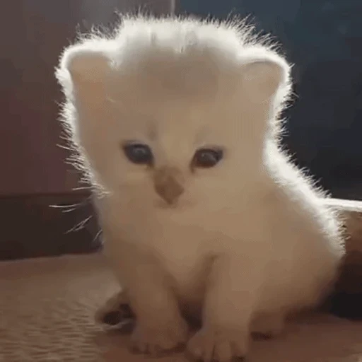 Figurinha: Gatinho com sono