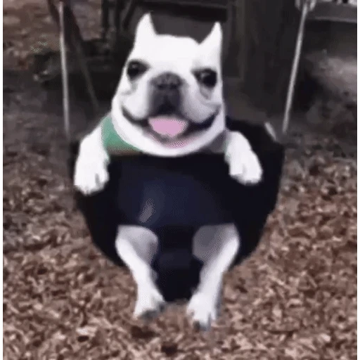 Figurinha: Cachorro feliz no balanço