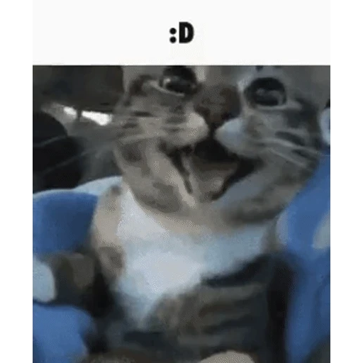 Figurinha: Gatinho :D