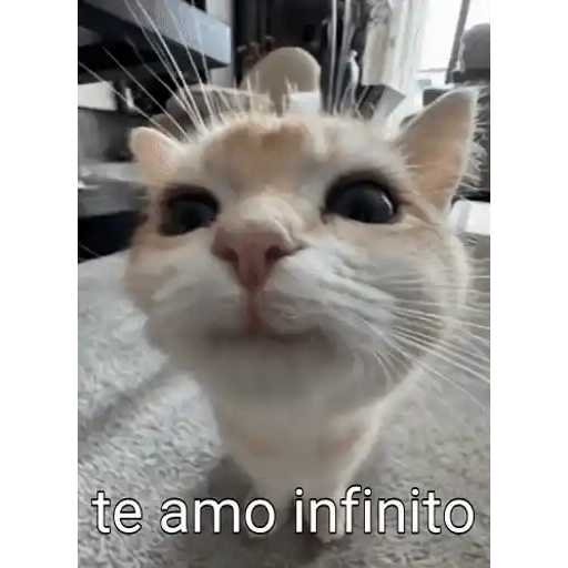 Figurinha: Gatinho te amo infinito