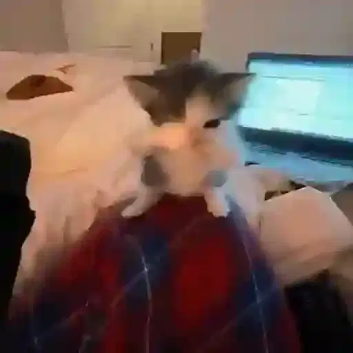 Figurinha: Gatinho fofo trabalhando