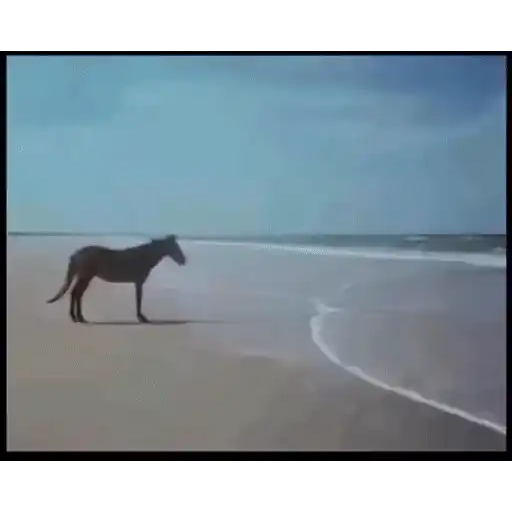 Figurinha: Animais na praia