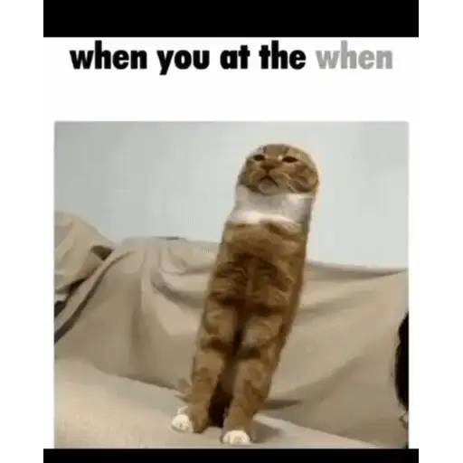 Figurinha: Gato em pé confuso