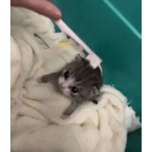 Figurinha: Gatinho recebendo carinho