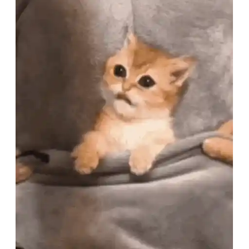 Figurinha: Gatinho Fofo na Bolsa