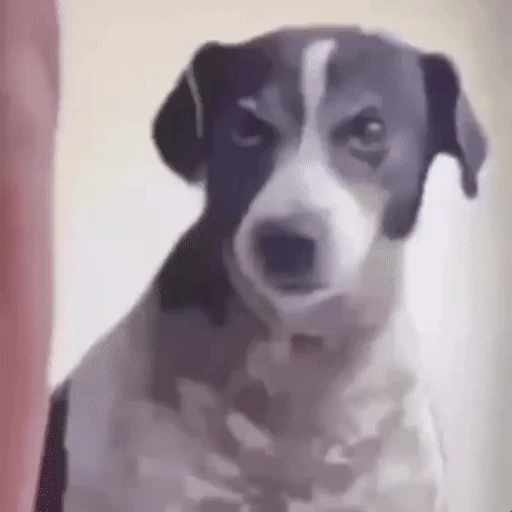 Figurinha: Cachorro desconfiado