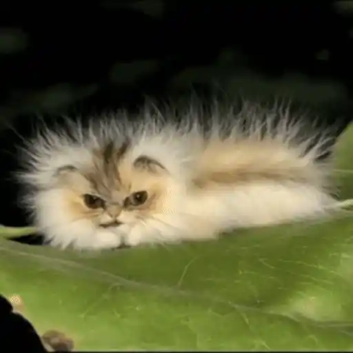 Figurinha: Gatinho Lagarta