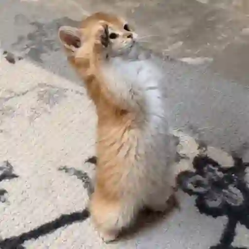 Figurinha: Gatinho de pé