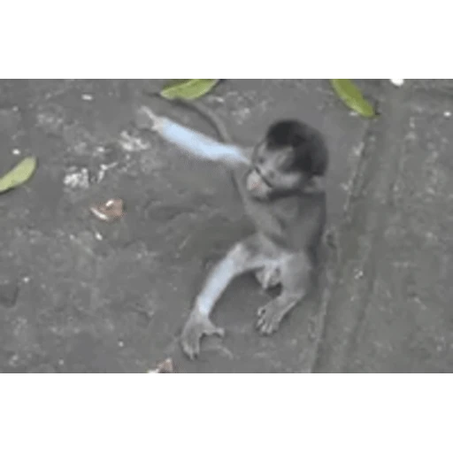 Figurinha: Abraço de macaquinho