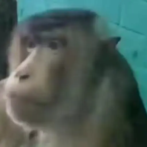 Figurinha: Macaco Pensativo
