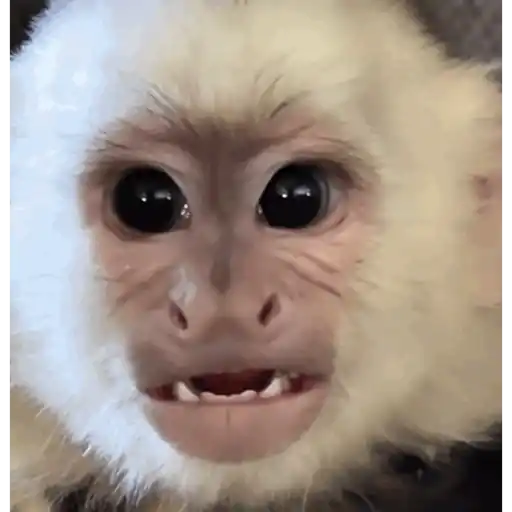 Figurinha: Macaco engraçado