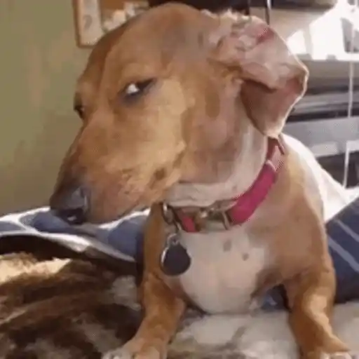 Figurinha: Cachorro desconfiado