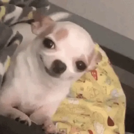 Figurinha: Cachorrinho sorrindo