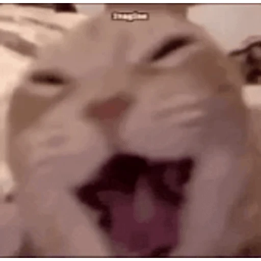 Figurinha: Gato gritando meme