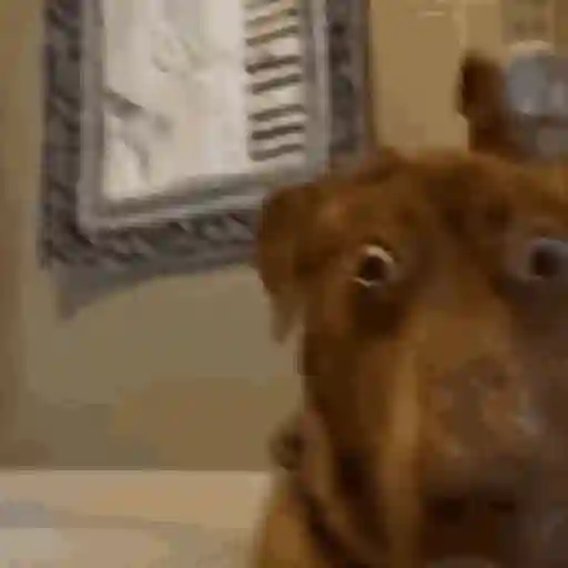 Figurinha: Cachorro assustado
