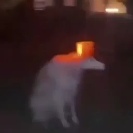 Figurinha: Cachorro com Queijo na Cabeça