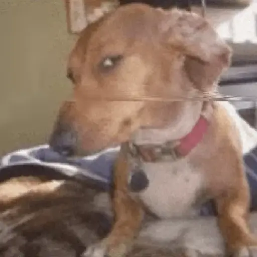 Figurinha: Cachorro desconfiado