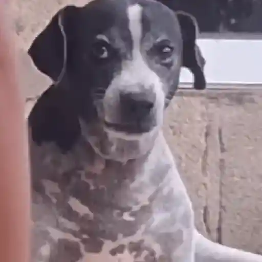 Figurinha: Cachorro com sorriso engraçado