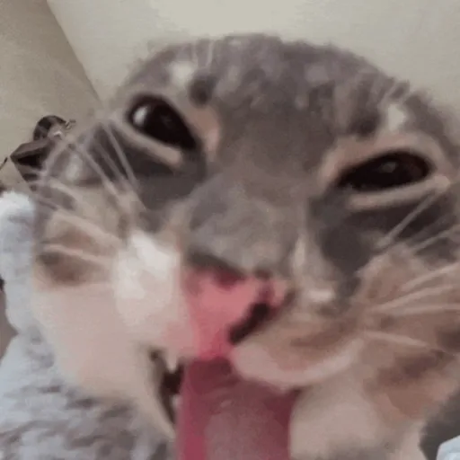 Figurinha: Gatinho Engraçado