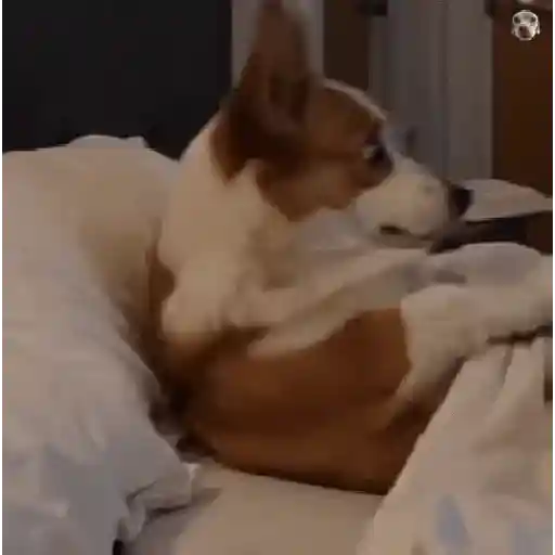 Figurinha: Corgi no celular