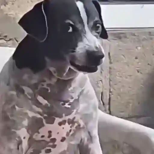 Figurinha: Cachorro desconfiado