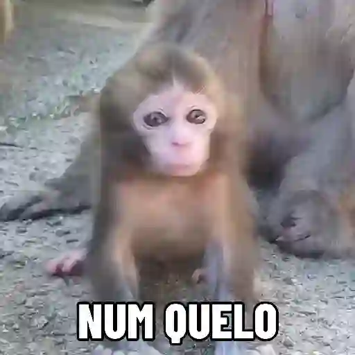 Figurinha: Num Quelo