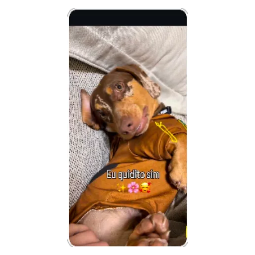 Figurinha: Eu quidito sim
