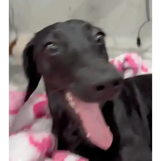Figurinha: Cachorrinho engraçado